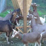 Goats at feeder